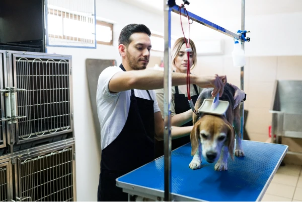 Principais tendências do mercado pet para 2025: estratégias para se destacar 